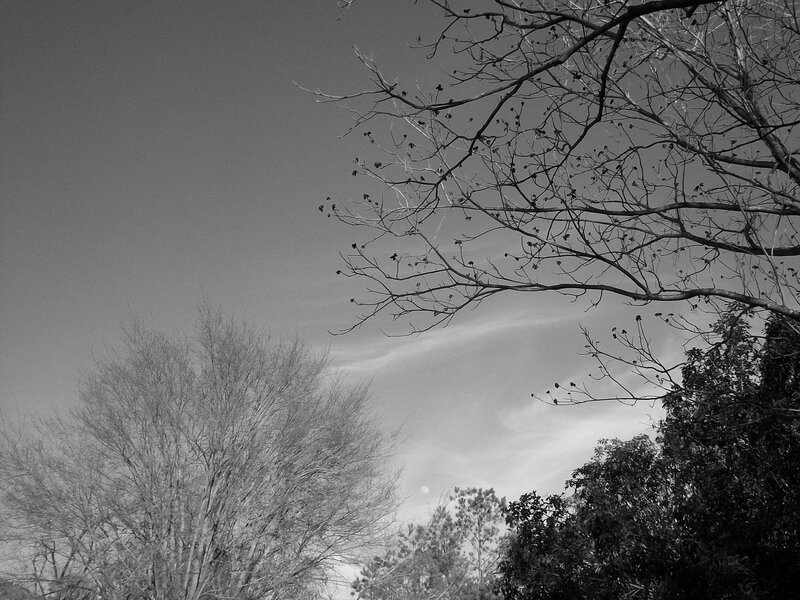Bare Tree Branches — Black, Somber
