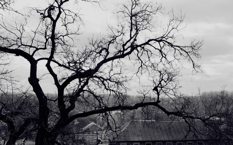 Bare Tree Branches — Black, Somber, Winter, Photograph