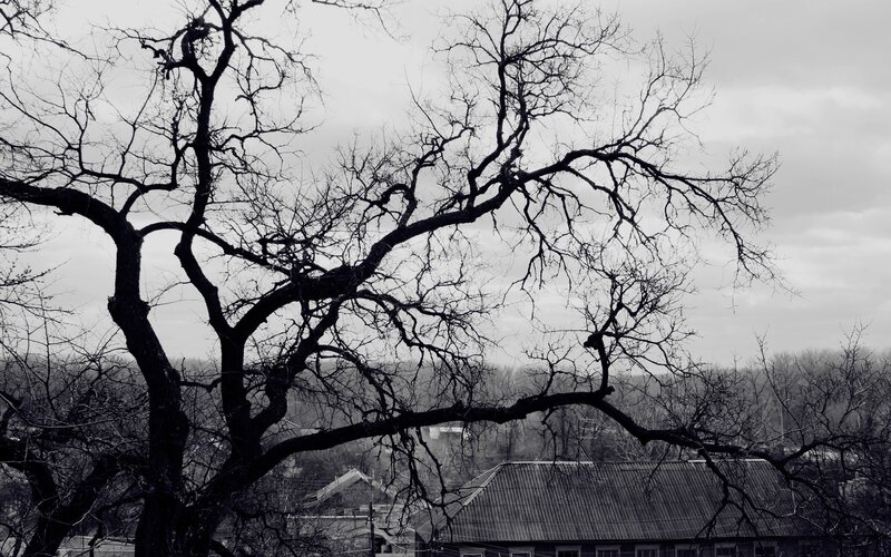 Bare Tree Branches — Black, Somber, Winter