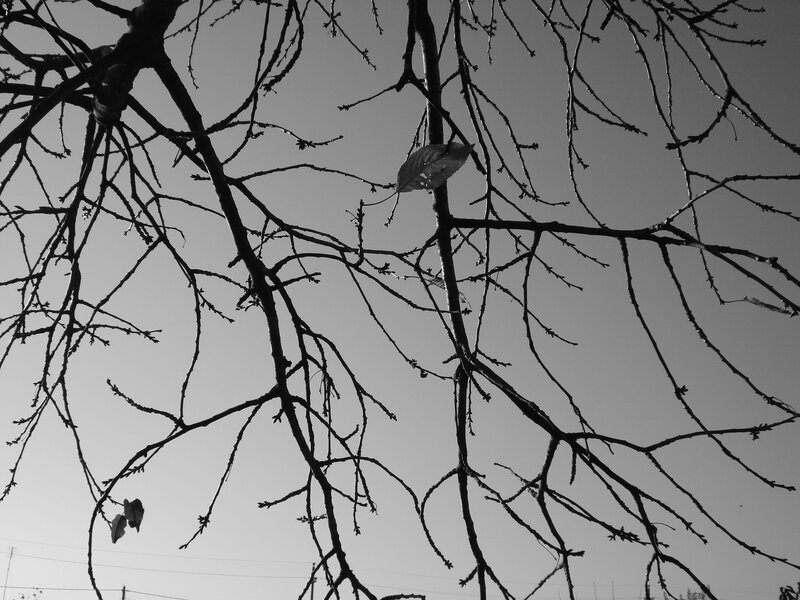 Bare Tree Branches — Black