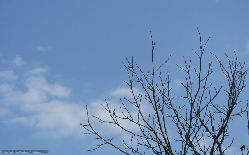 Bare Tree Branches — Blue, Calm, Afternoon