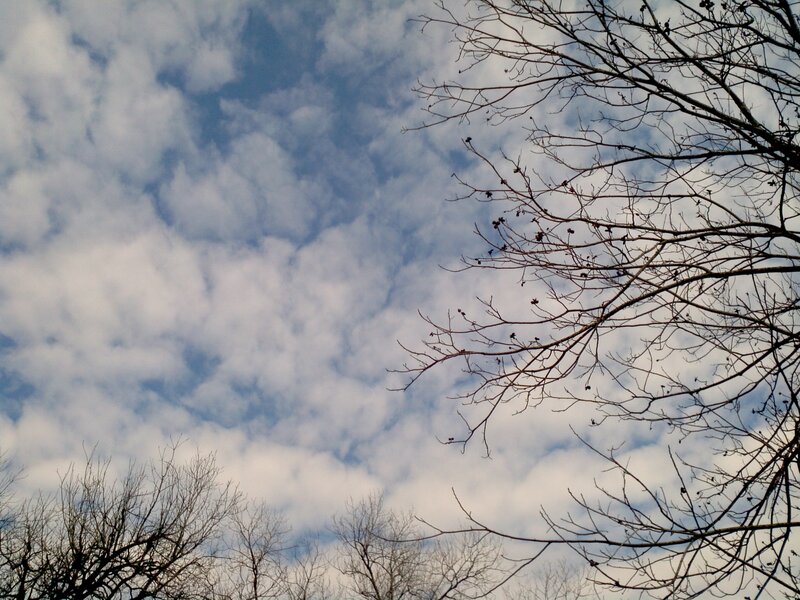 Bare Tree Branches — Blue, Calm, Autumn, Photograph, Clouds