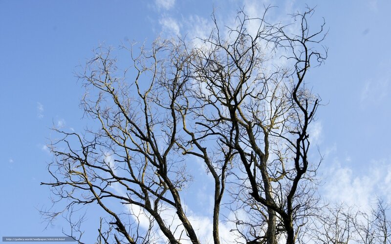 Bare Tree Branches — Blue, Calm, Autumn, Photograph, Sky, Clouds