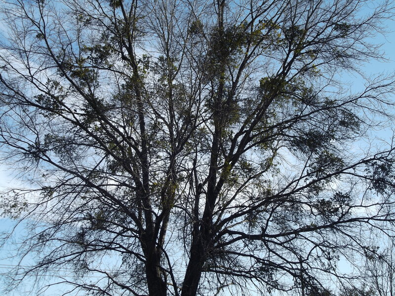 Bare Tree Branches — Blue, Calm, Autumn, Photograph, Sky