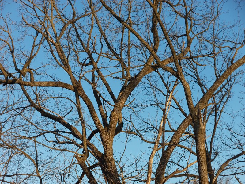 Bare Tree Branches — Blue, Calm, Autumn