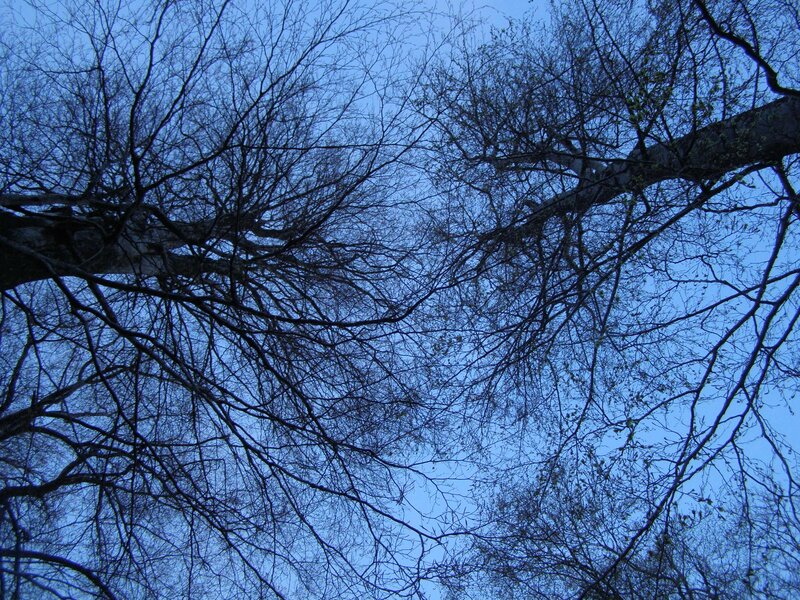Bare Tree Branches — Blue, Calm, Night