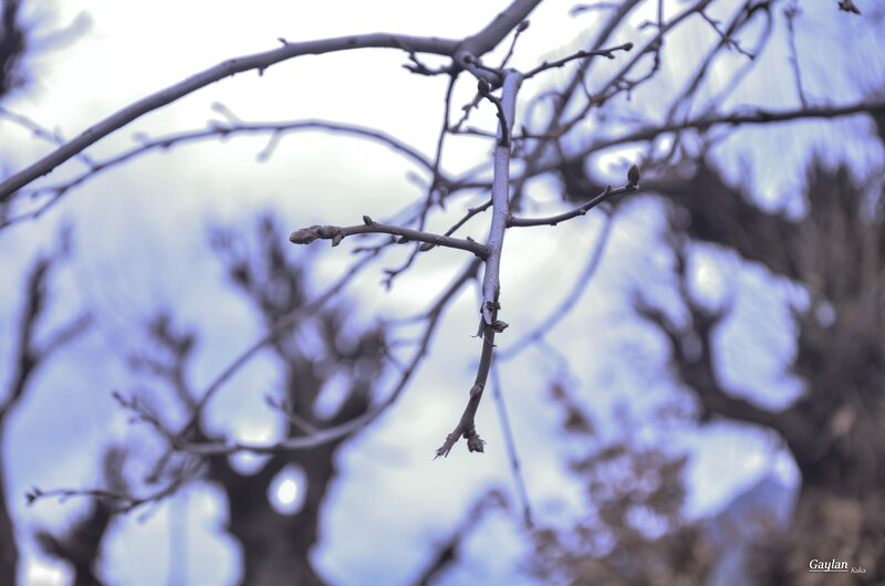 Bare Tree Branches — Blue, Calm, Spring