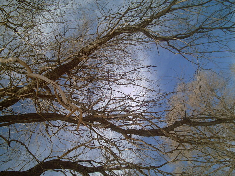 Bare Tree Branches — Blue, Calm