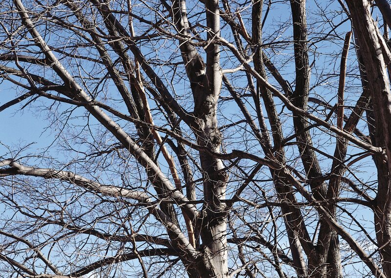 Bare Tree Branches — Blue, Calm, Winter, Photograph, Sky, Brown