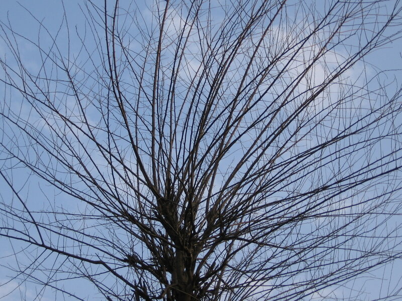 Bare Tree Branches — Blue, Calm, Winter, Photograph, Sky, Clouds, Black
