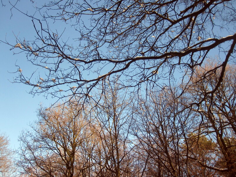Bare Tree Branches — Blue, Calm, Winter, Photograph