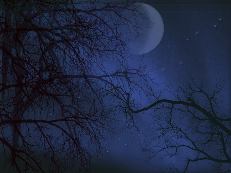 Bare Tree Branches — Blue, Dark, Night, Digital Art