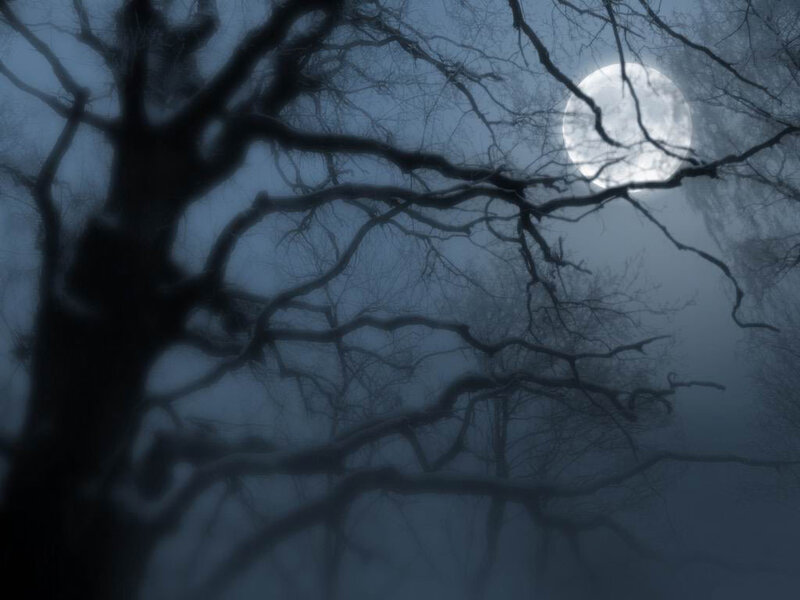 Bare Tree Branches — Blue, Dark, Night, Photograph, Moon