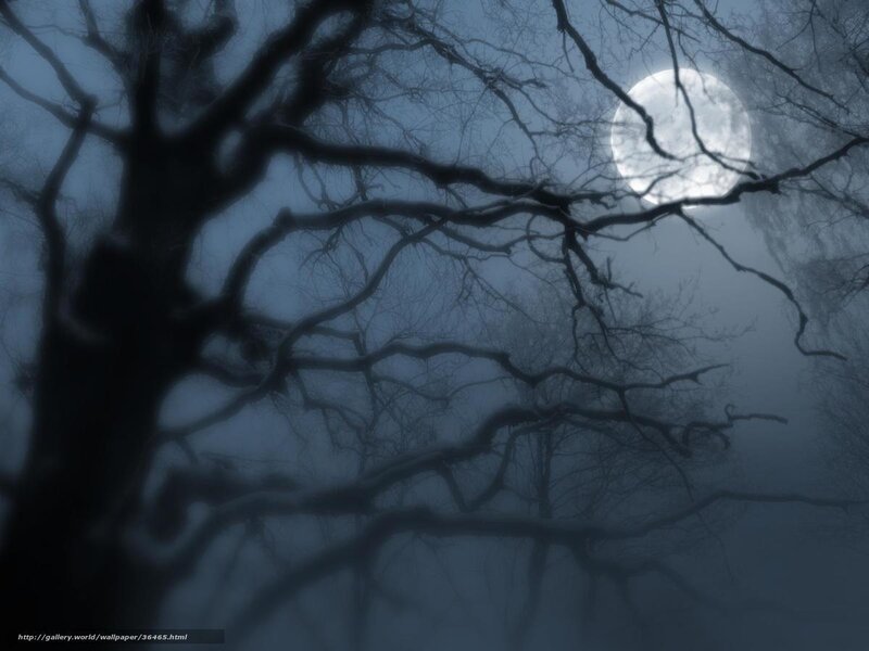 Bare Tree Branches — Blue, Dark, Night
