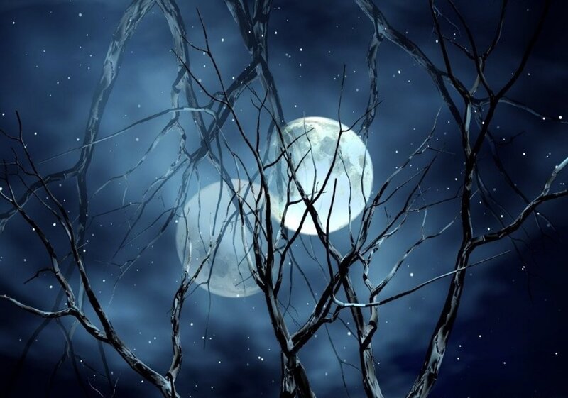 Bare Tree Branches — Blue, Dark