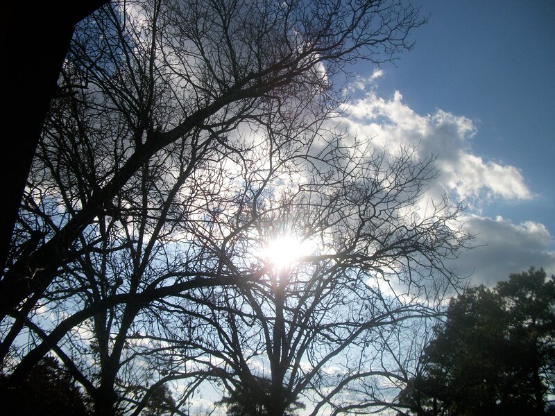 Bare Tree Branches — Blue, Dramatic, Afternoon, Photograph, Sun, Clouds