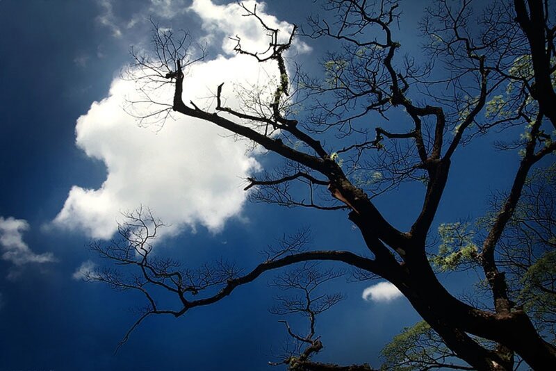 Bare Tree Branches — Blue, Dramatic, Afternoon