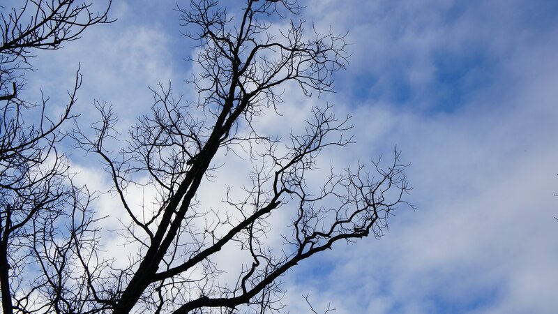 Bare Tree Branches — Blue, Dramatic, Autumn, Photograph, Sky, Clouds