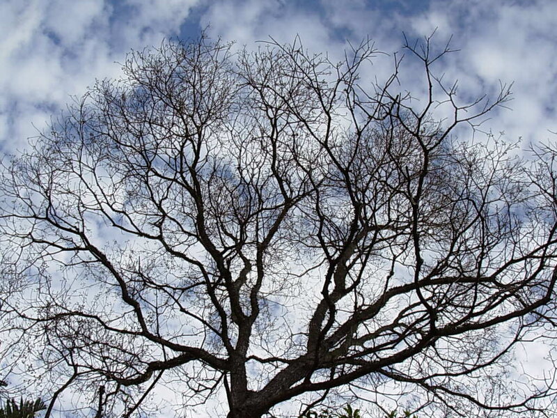 Bare Tree Branches — Blue, Dramatic, Autumn, Photograph, Sky, Clouds, White, Black