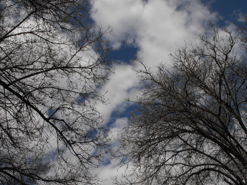 Bare Tree Branches — Blue, Dramatic, Autumn, Photograph, Sky, Clouds, White