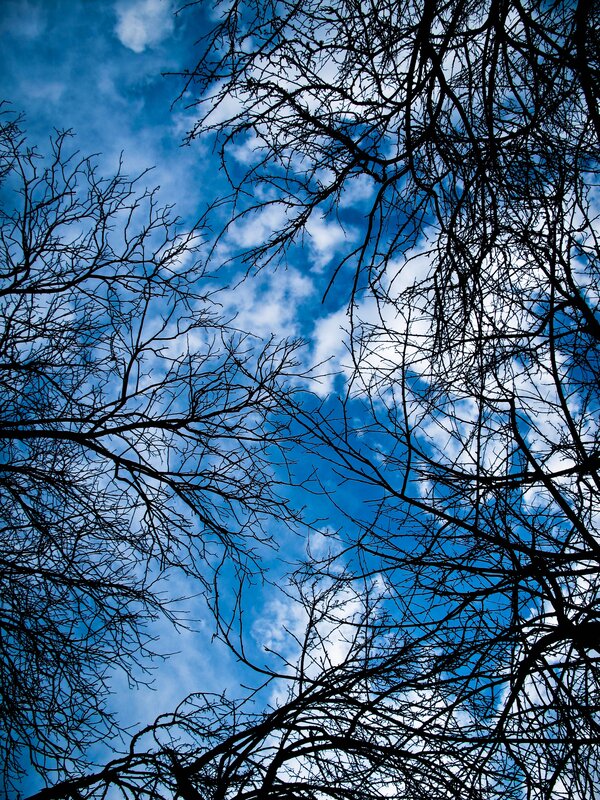 Bare Tree Branches — Blue, Dramatic, Autumn, Photograph, Sky