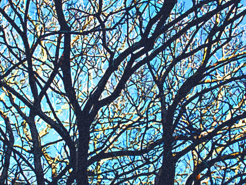 Bare Tree Branches — Blue, Dramatic, Autumn