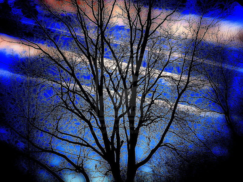 Bare Tree Branches — Blue, Dramatic, Night, Digital Art