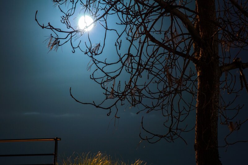 Bare Tree Branches — Blue, Dramatic, Night, Photograph, Moon