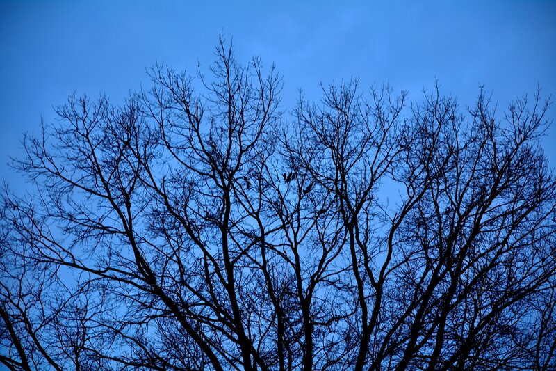 Bare Tree Branches — Blue, Dramatic, Night, Photograph, Sky, Birds