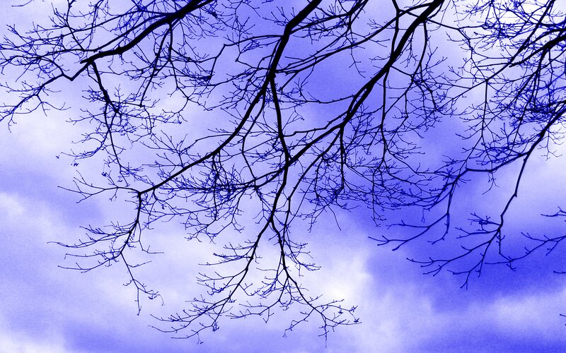 Bare Tree Branches — Blue, Dramatic, Night, Photograph, Sky, Clouds