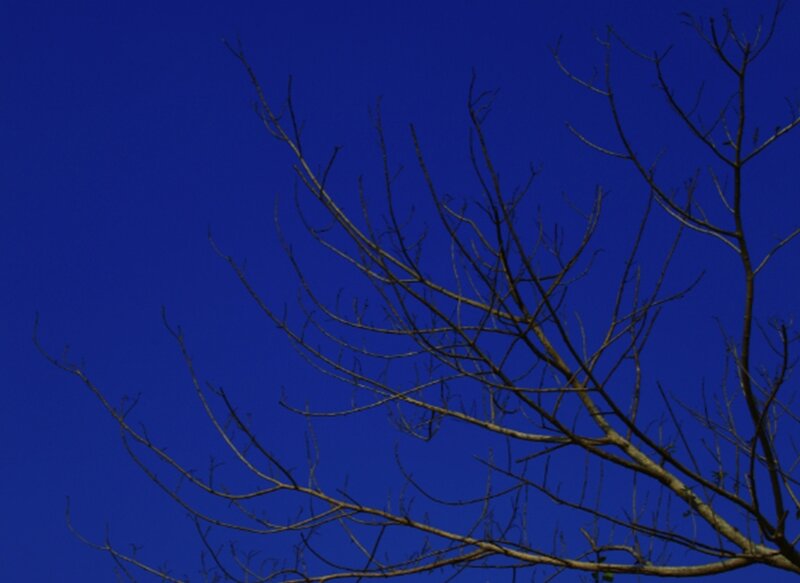 Bare Tree Branches — Blue, Dramatic, Night, Photograph, Sky