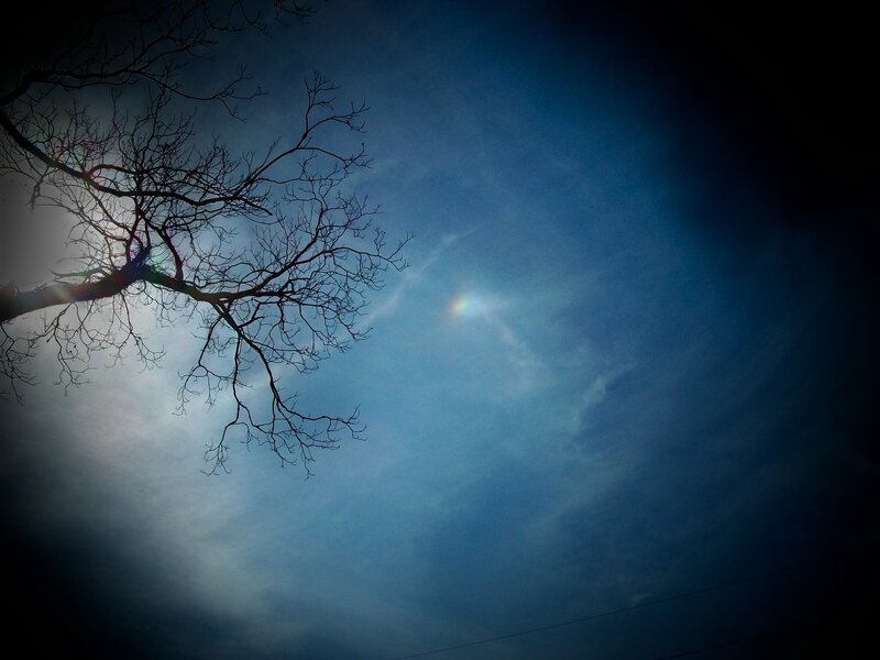 Bare Tree Branches — Blue, Dramatic, Night, Photograph