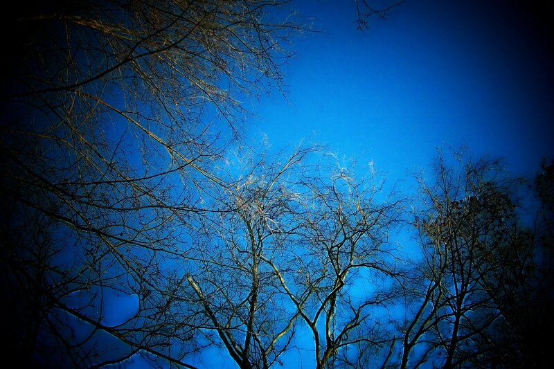 Bare Tree Branches — Blue, Dramatic, Night