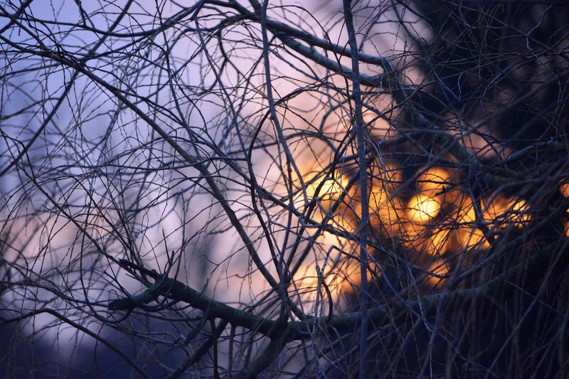 Bare Tree Branches — Blue, Dramatic, Sunset, Photograph, Fire