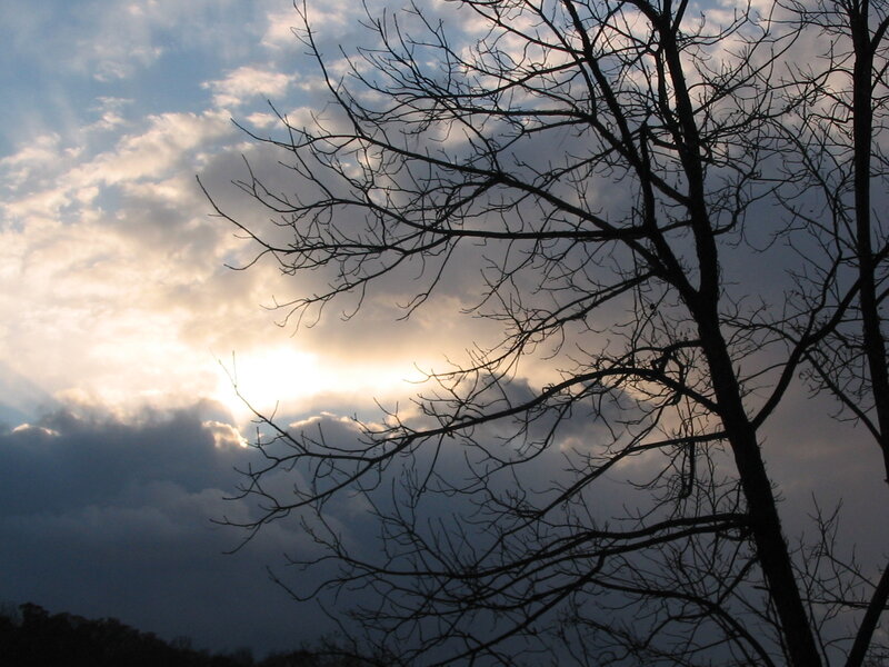 Bare Tree Branches — Blue, Dramatic, Sunset, Photograph