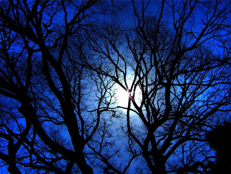 Bare Tree Branches — Blue, Dramatic, Sunset