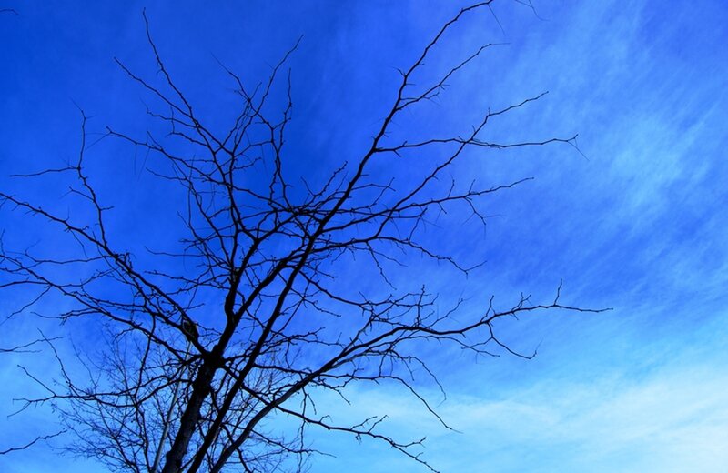 Bare Tree Branches — Blue, Dramatic, Winter