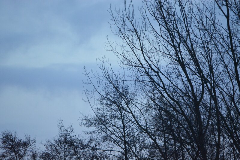 Bare Tree Branches — Blue, Dreary