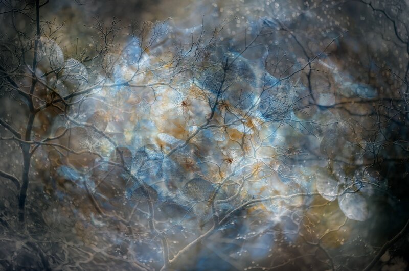 Bare Tree Branches — Blue, Ethereal