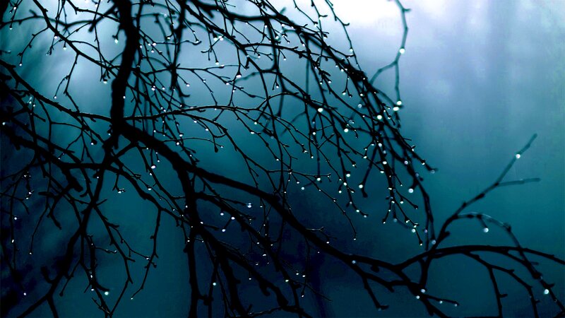Bare Tree Branches — Blue, Moody