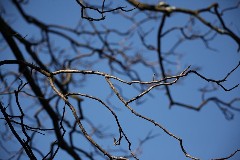 Bare Tree Branches — Blue, Serene, Afternoon, Photograph, Sky