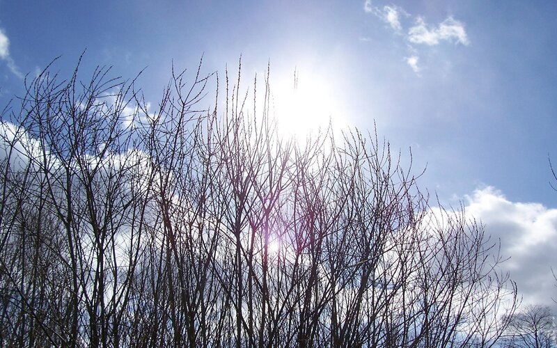 Bare Tree Branches — Blue, Serene, Afternoon, Photograph