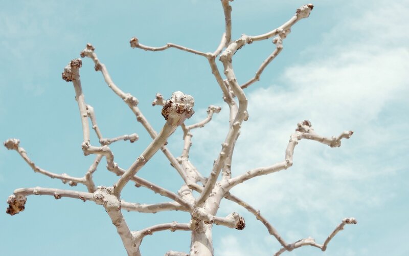 Bare Tree Branches — Blue, Serene, Afternoon