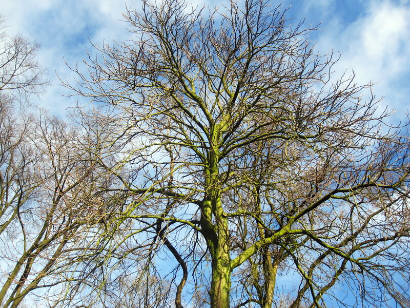 Bare Tree Branches — Blue, Serene, Autumn, Photograph