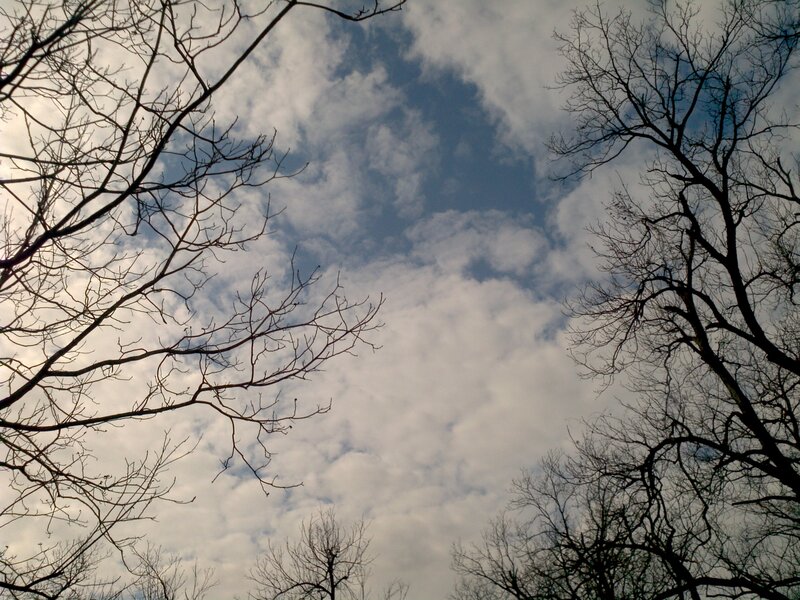 Bare Tree Branches — Blue, Serene, Autumn
