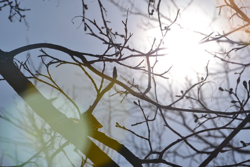 Bare Tree Branches — Blue, Serene, Morning