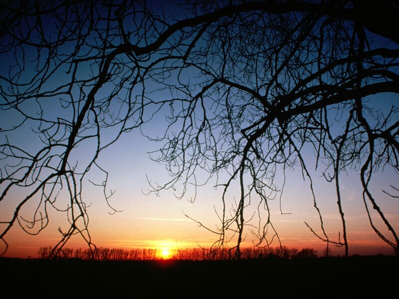 Bare Tree Branches — Blue, Serene, Sunset, Photograph, Sky