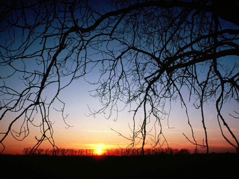 Bare Tree Branches — Blue, Serene, Sunset, Photograph, Sky, Trees