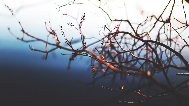 Bare Tree Branches — Blue, Serene, Sunset
