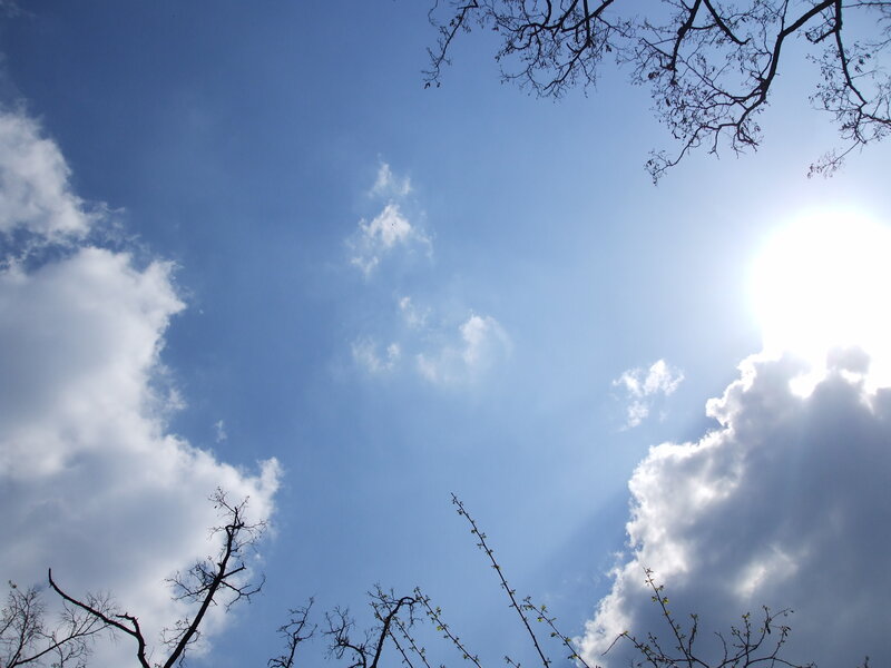 Bare Tree Branches — Blue, Serene